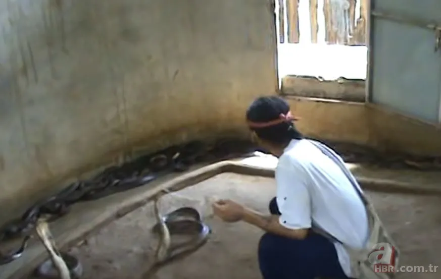 Yılan gösterisi için kobra seçen adam rahatlığıyla hayretler içinde bıraktı! 23