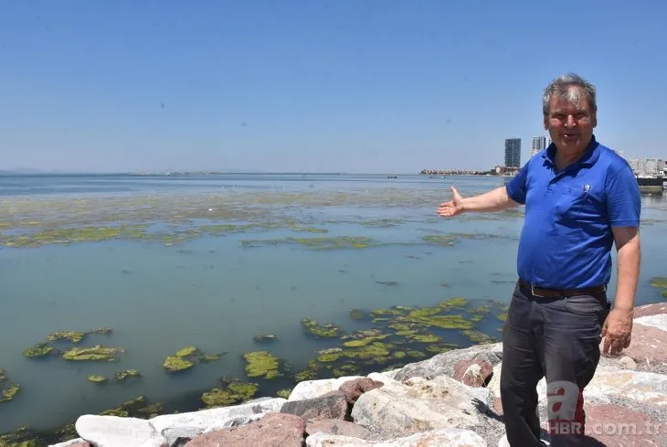 İzmir’de korkutan görüntü! Kıyılar deniz marulu ve yeşile büründü!Uzman isimden CHP’li belediyeye sert eleştiri