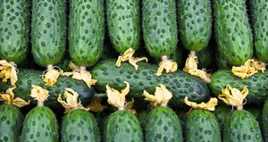 Kabuğu kendisinden faydalı!