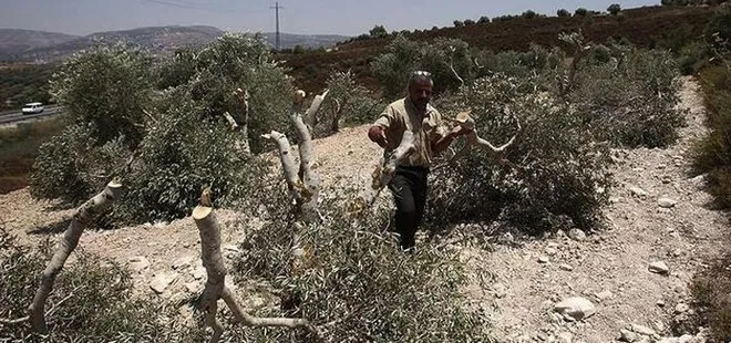 Yahudi yerleşimciler Filistinlilerin zeytin ağaçlarını söktü