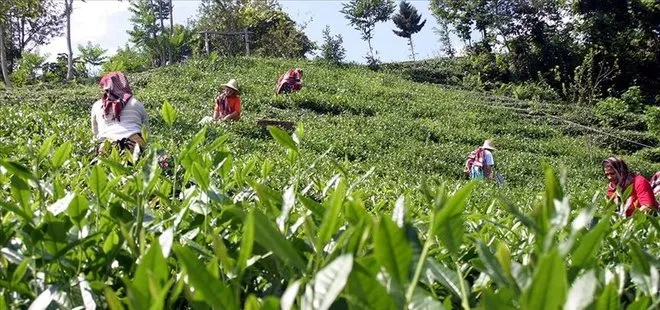Rize’de çay hasadında çalışacak 6 bin 900 TL maaşla, 2 bin işçi arıyorlar