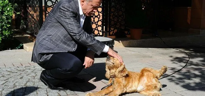 Başkan Recep Tayyip Erdoğan talimat verdi Meclis’e geldi! Hayvana işkenceye af yok