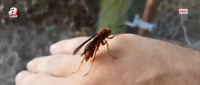 Kabus geri döndü! ABD'de 'öldüren arı' paniği! - 2