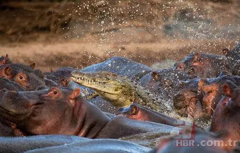 Böylesini daha önce hiç görmediniz 48