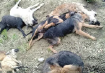 Bilecik'te köpek katliamı! 4 şüpheli yakalandı