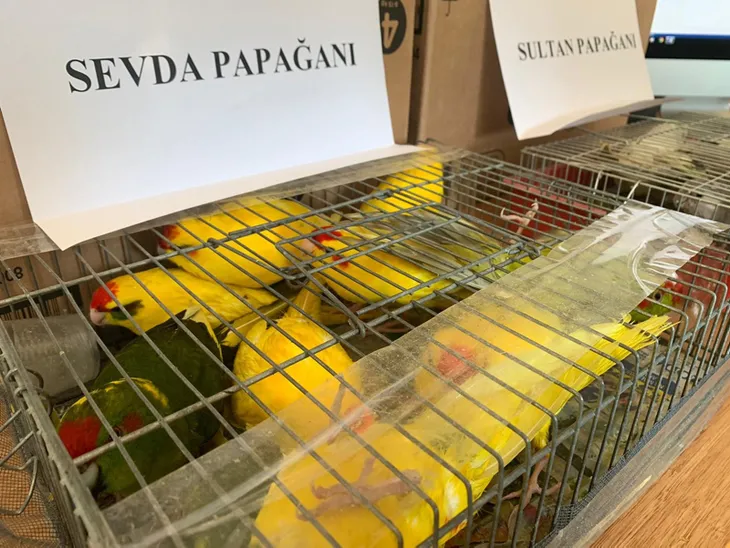 Kaçak papağan operasyonu: 45 papağana el konuldu - 5