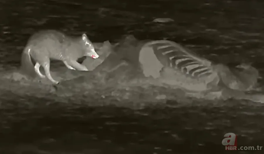 Kurtlar inek çiftliğini bastı! Sığırlarını kaybeden sahibi çözümü katliamda buldu | Bu görüntüler dehşete düşürdü 9