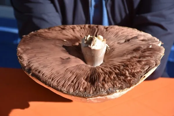Kars'ta bulunan dev çayır mantarı görenleri şaşırtıyor - 2