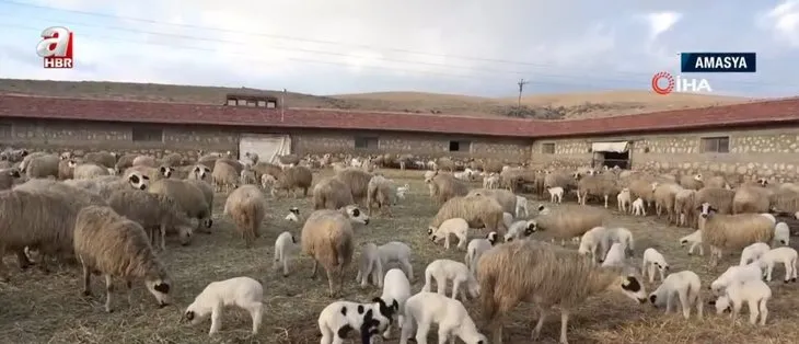 Görüntüler Türkiye'den... İki farklı ilde ilginç şoke eden doğumlar! Görenler gözlerine inanamadı
