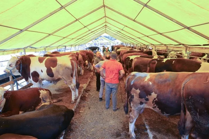 Kurbanlık pazarının gözdesi Ateş! Fiyatı dudak uçuklattı