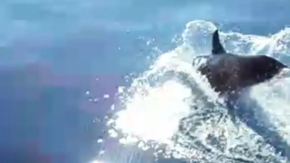 Denizde metrelerce takip ettiler! O anlar kamerada