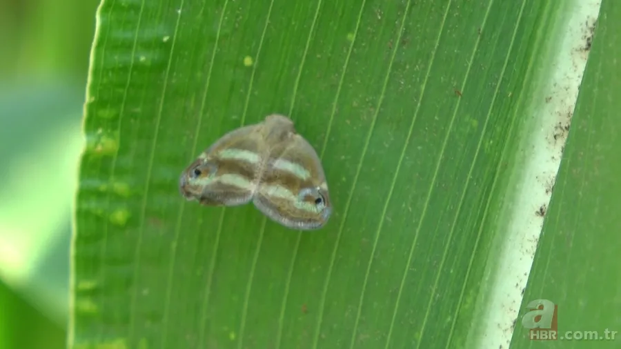 Çiftçilerin kabusu: Vampir kelebek! Artan sıcaklıklar ile yeniden ortaya çıktı 1