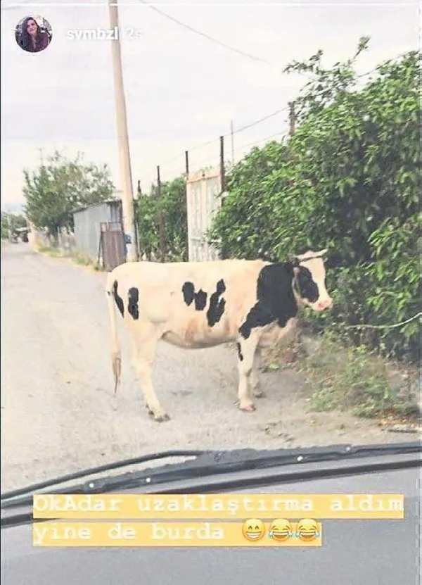 1619512675467.jpeg İnekli paylaşıma ceza! Bu fotoğraf başını yaktı - 1