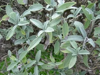 Çiçeklerin anlamları