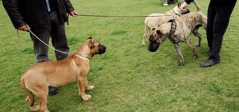 Tehlikeli köpek besleyene 16 bin lira ceza
