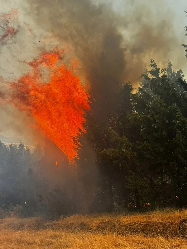 canakkalede-orman-yangini-alevlere-havadan-ve-karadan-mudahale-1721396503099.jpg Çanakkale'de orman yangını! Alevlere havadan ve karadan müdahale - 3