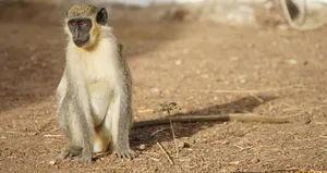 Maymun eti yiyerek besleniyorlar!