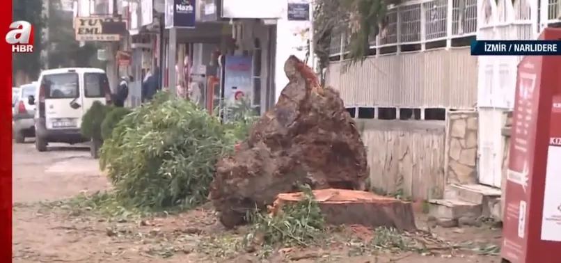 CHP'li belediyeden İzmir’de ağaç katliamı! Narlıdere’de yol genişletme çalışması sırasında ağaçlar kesildi
