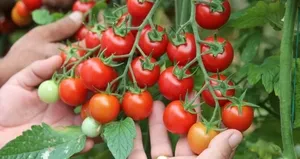 Hayat kurtaran pratik bilgiler