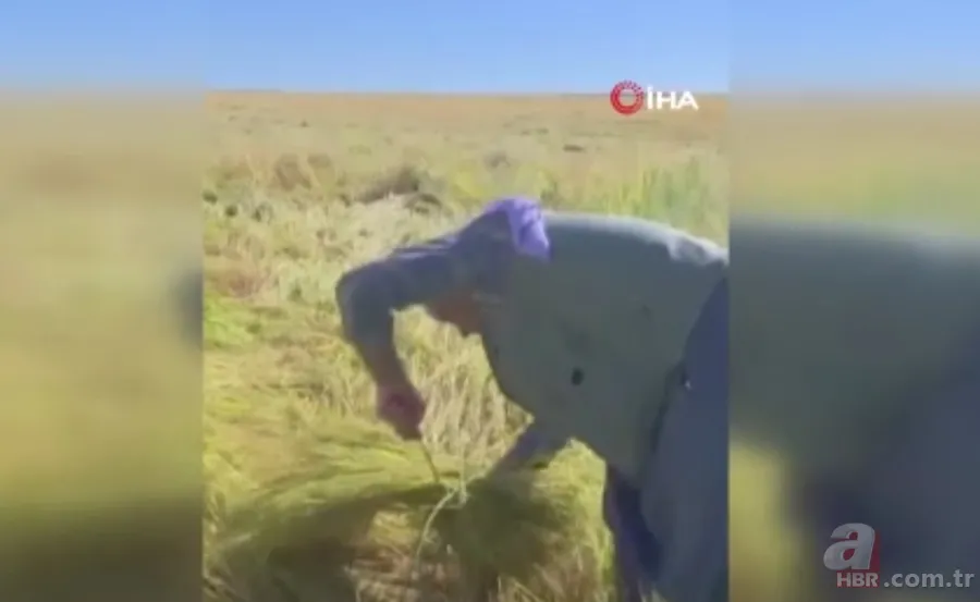 Tesadüfen keşfedildi adeta protein deposu! 6 yıllık nadas sonrası ortaya çıkıyor faydaları say say bitmiyor 8