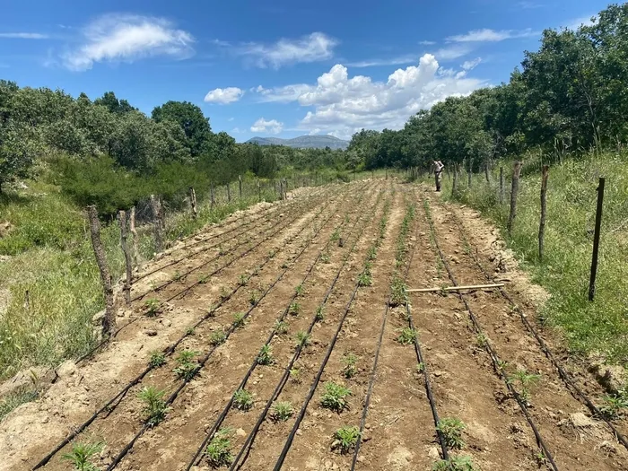 Diyarbakır’da terörün finans kaynağına darbe: 90 bin kök Hint keneviri ele geçirildi
