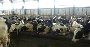 Türk müziğinin ineklerin süt verimini artırdığı ispatlandı