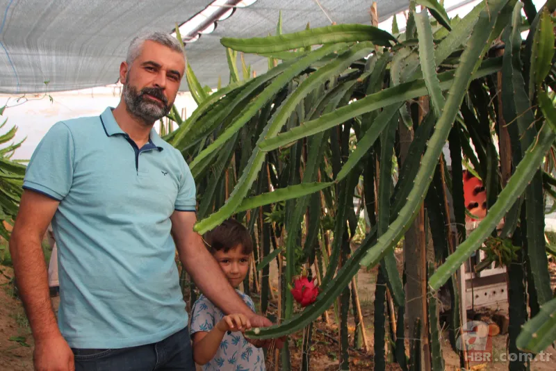 Yetiştirmek için serasına kamera koydu! Fiyatı el yakıyor: Gözümüz gibi bakıyoruz 6