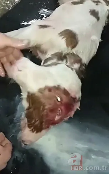 Görüntüler Afyonkarahisar’dan! Buzağıyı görünce büyük şok yaşadı... Gören şaştı kaldı 5