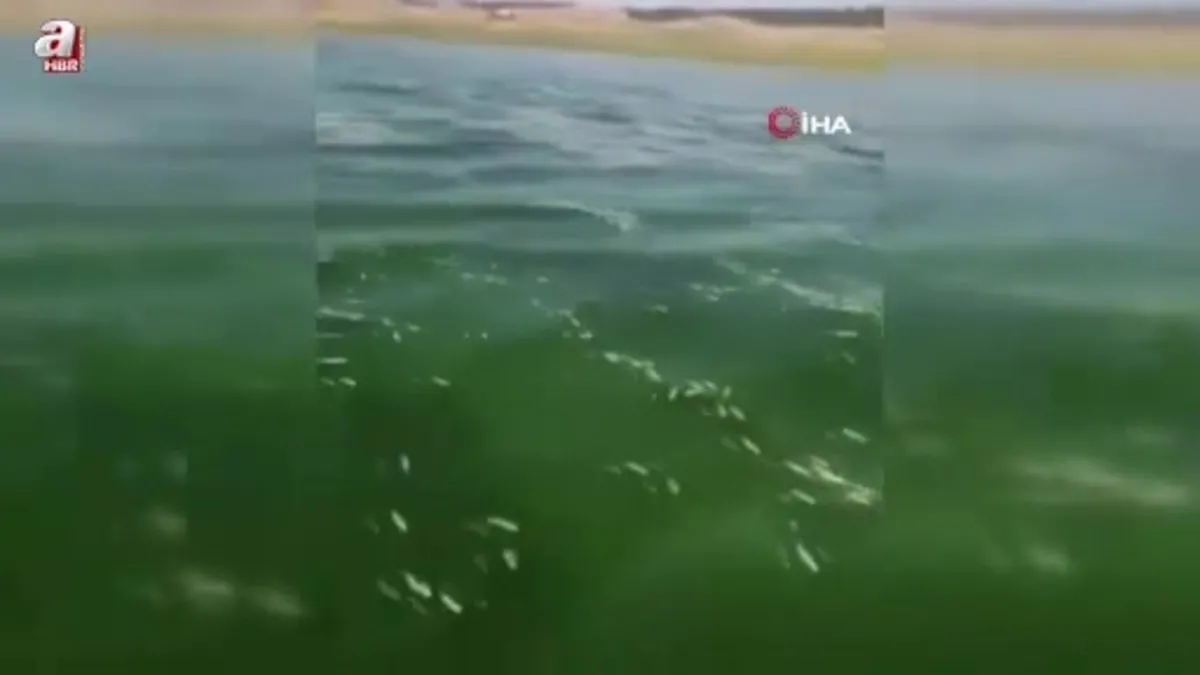 Kahramanmaraş'ta on binlerce balık telef oldu.