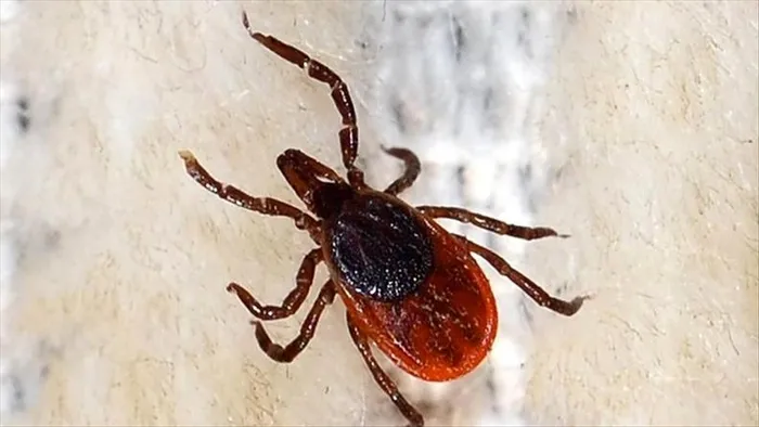 lyme-hastaligi-nedir-belirtileri-neler-lyme-hastaligi-bulasici-mi-nasil-tedavi-edilir-1758192175224.jpg A Haber Foto Arşiv