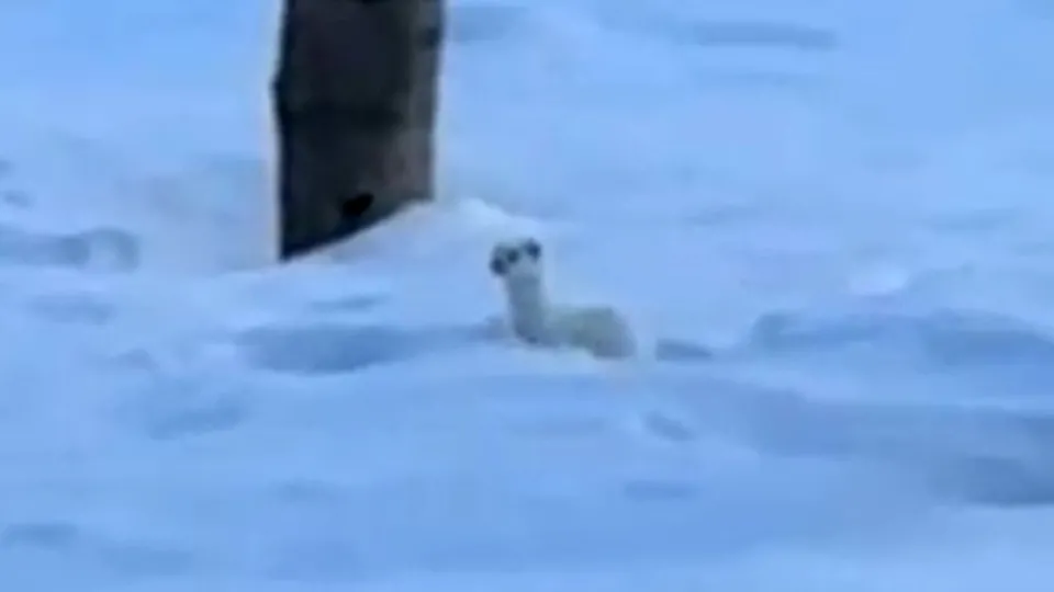 Bitlis Tatvan’da beyaz gelincik görüntülendi