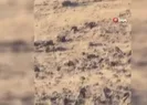 Kurt yerleşim alanına indi
