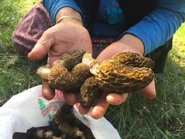 dogada-nadir-bulunan-kuzugobegi-mantarinin-kilogrami-600-liradan-satiliyor-1713174996070.jpg Doğada nadir bulunan kuzugöbeği mantarının kilogramı 600 liradan satılıyor