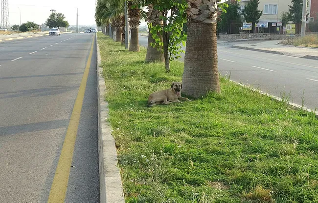 Mersin’de köpeğe çarpıp, ölümüne neden olan sürücü kaçtı - 3