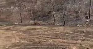 Yanan ormanda ceset bulundu!