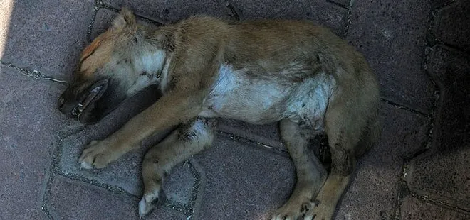 Antalya’da canilik: 5 yavru köpek önce zehirlendi ardından yakıldı