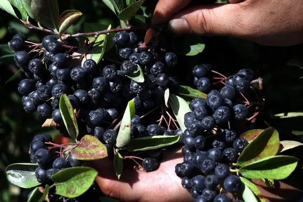 Kilosu 250 TL! Türkiye’nin en pahalı meyvesi Aronya’nın iyi geldiği hastalıklar neler?