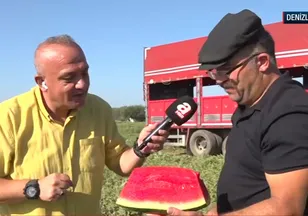 Denizli Acıpayam'da karpuz hasadı yapılıyor