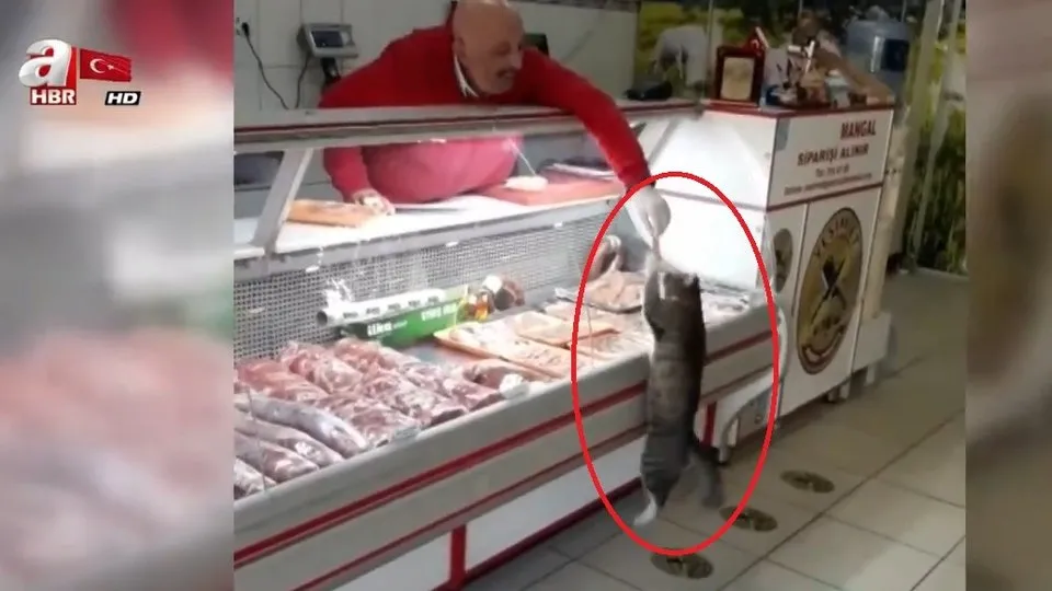 kasap dukkaninda cekilen goruntulerle unlenen yesim kedi oldu