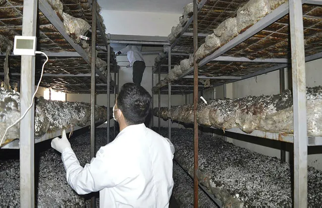 Ağrılı girişimci eşiyle eğitimini alıp mantar üretim tesisi kurdu! Hedef yılda 60 ton ürün elde etmek - 6