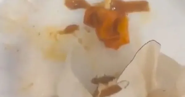 islak-hamburger-yemek-istedi-hayatinin-sokunu-yasadi-ibb-istiraklerinden-belturda-mide-bulandiran-goruntu-1660808956326.jpg Islak hamburger yemek istedi hayatının şokunu yaşadı! İBB iştiraklerinden BELTUR'da mide bulandıran görüntü! - 2