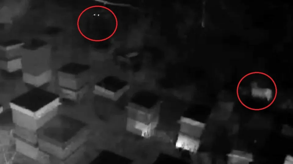 Kovanlara dadandılar! Kangal olsa yaklaşmaz |Video