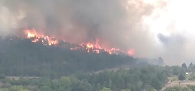 Son dakika: Ankara’nın Nallıhan ilçesinde orman yangını