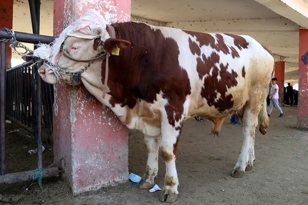 Tarım ve Orman Bakanlığından CHP’ye büyükbaş hayvan yanıtı! Rakamlar açıklandı
