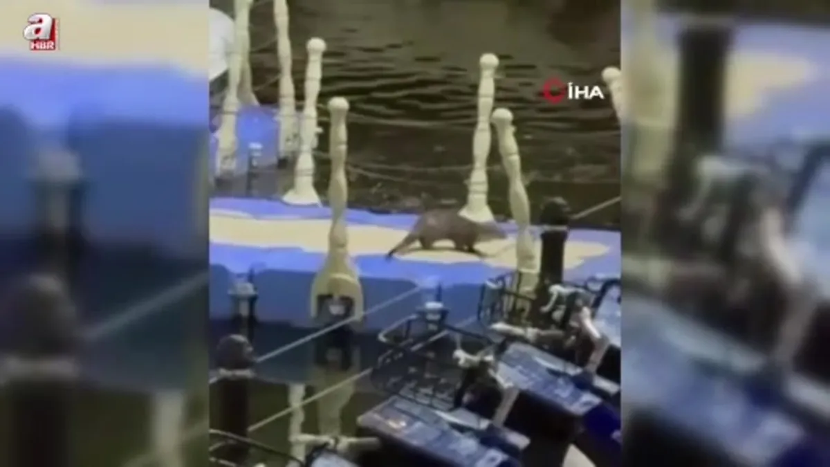 Tokat’ta nesli tükenme tehlikesi altındaki su samuru görüntülendi