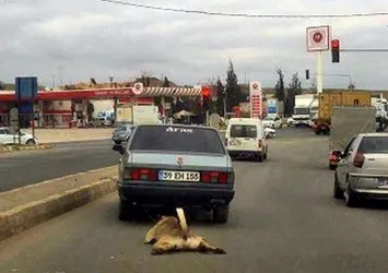 Otomobile bağlanan köpek metrelerce sürüklendi