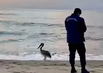 Bartın sahilinde pelikan görüldü