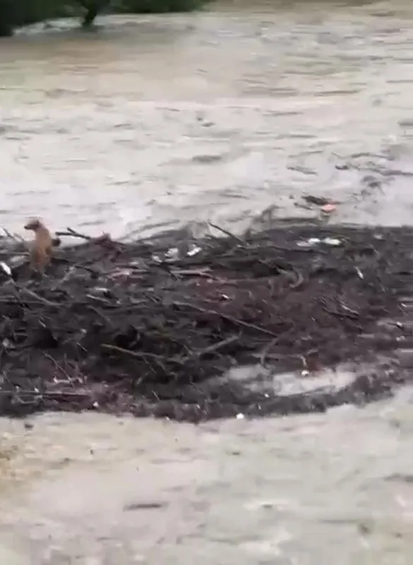 Sağanak yağış Düzce'de hayatı felç etti! Batı Karadeniz'de sel ve heyelan tehlikesi