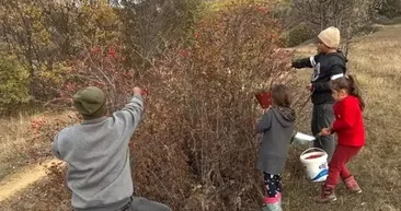 Kış aylarının doğal vitamin deposu! Kendi kendine yetişiyor: Ne su ne emek gerekiyor