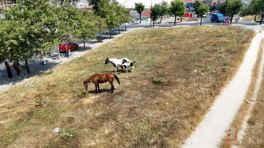 İstanbul'da şimdi de sahipsiz 'sokak atları' sorunu! Sürü halinde dolaşıp çöpleri karıştırıyorlar, trafiği birbirine katıyorlar 7